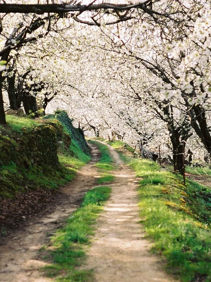 Valledel Jerte