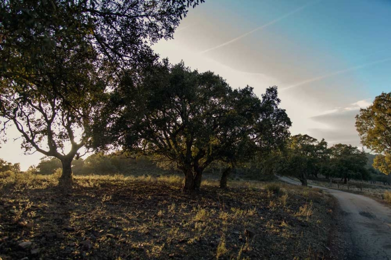 SIERRA DE LA MOSCA