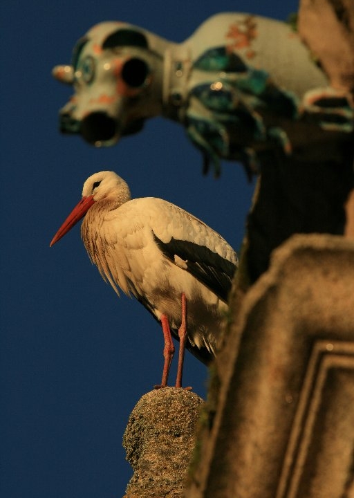 Festival de las Aves de Cáceres