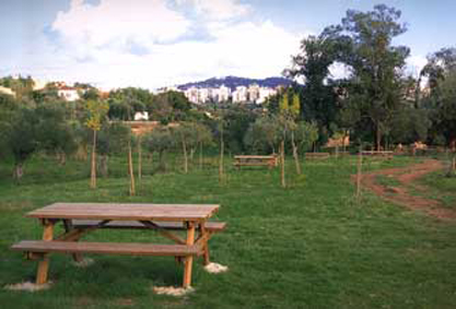 OLIVAR CHICO DE LOS FRAILES