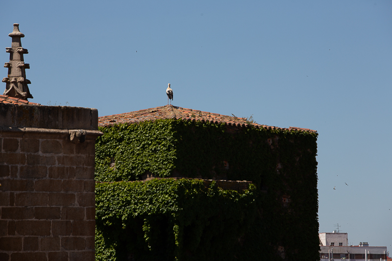 Palacio del Capitán Diego de Ovando-Palacio de las Cigüeñas 3