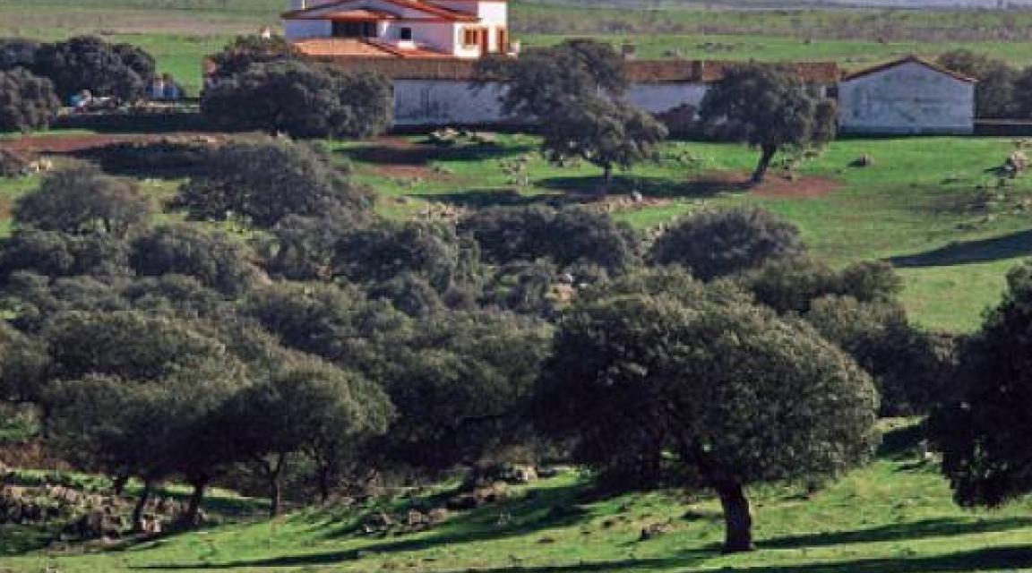 ZEPA LLANOS DE CÁCERES Y SIERRA DE FUENTES