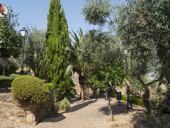 Olivar de la Judería
